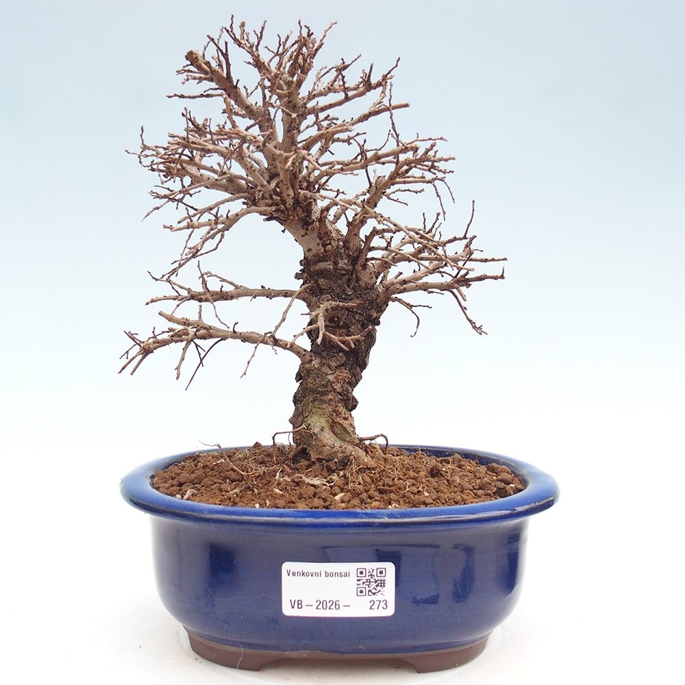 Venkovní bonsai - Zelkova - Zelkova NIRE