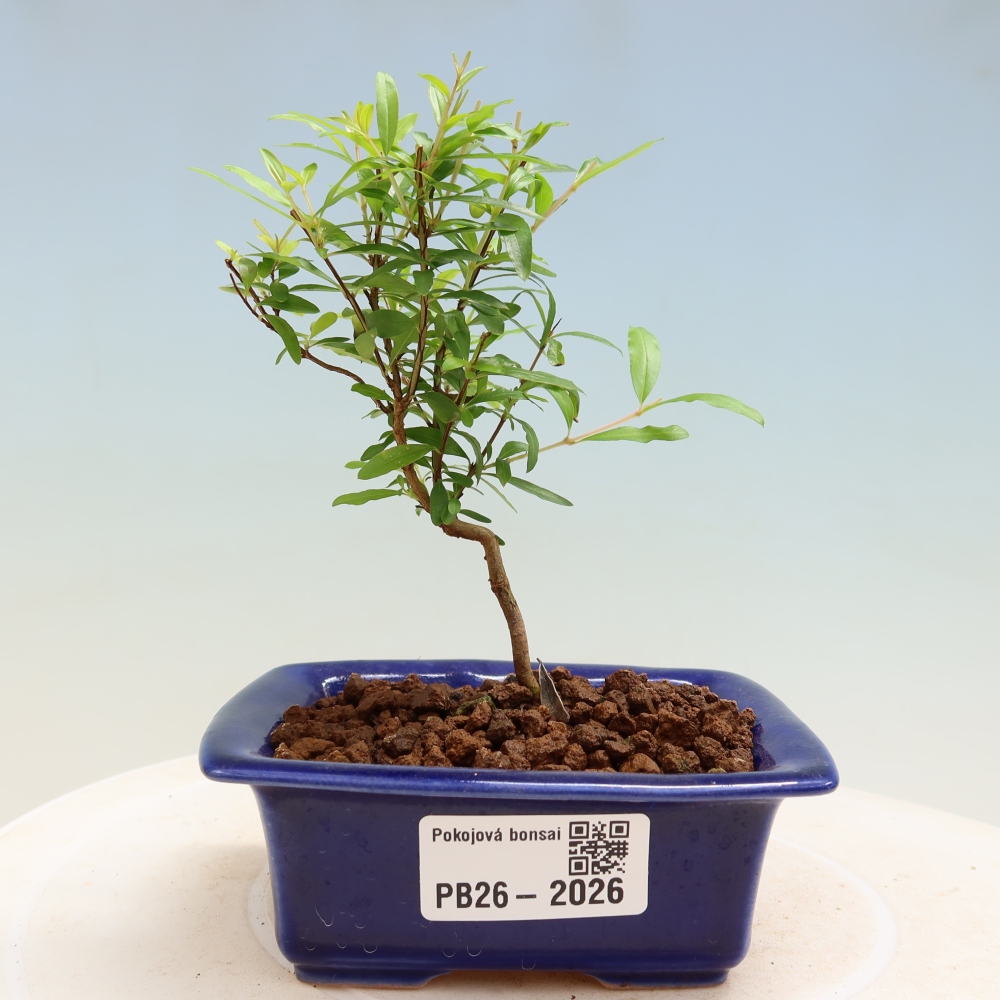 Pokojová bonsai-PUNICA granatum nana-Granátové jablko