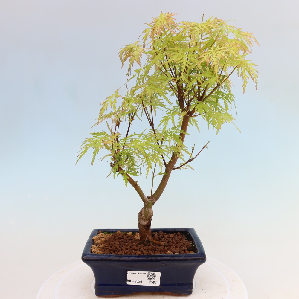 Venkovní bonsai - Acer palmatum Dissectum - Javor dlanitolistý 