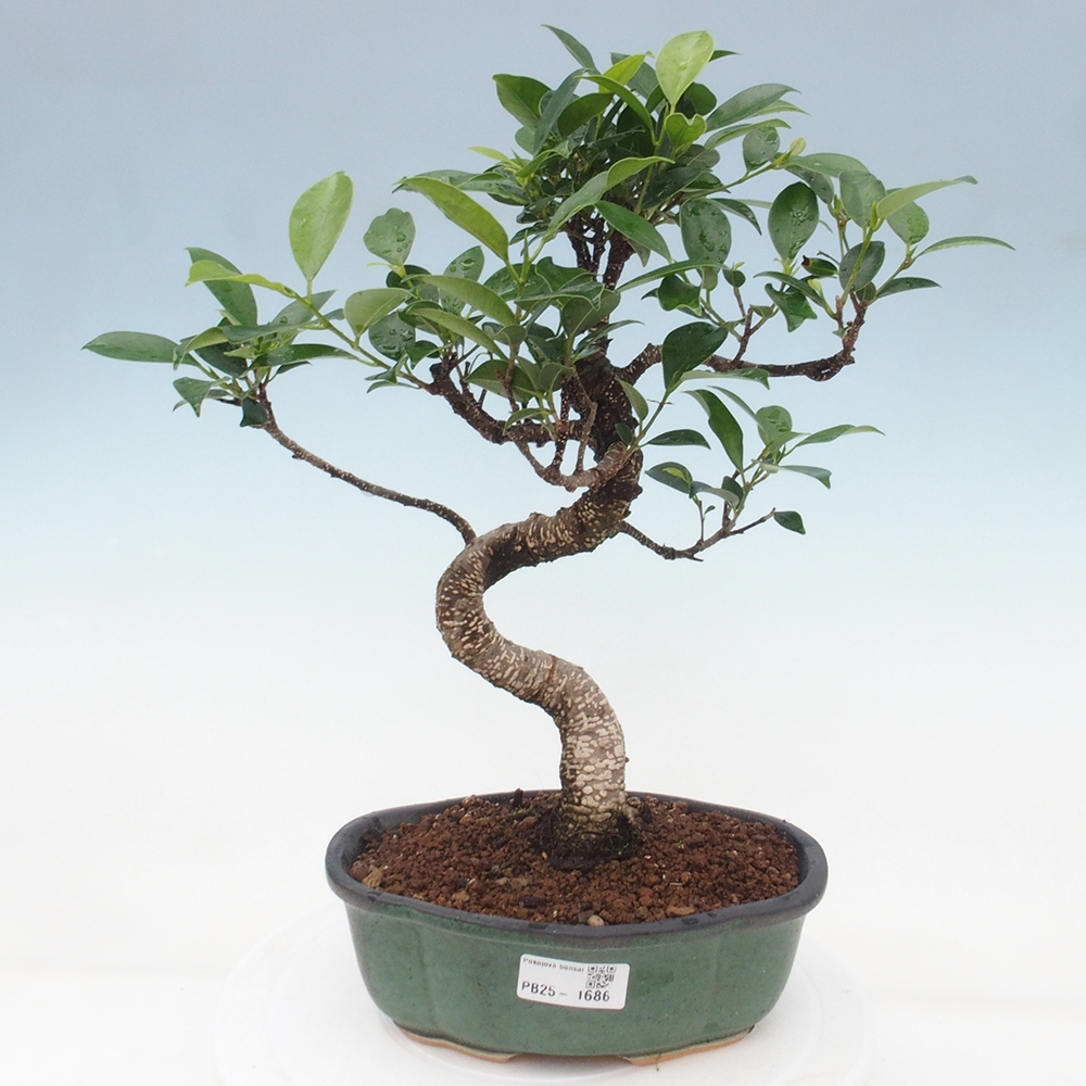 Pokojová bonsai - Ficus retusa -  malolistý fíkus