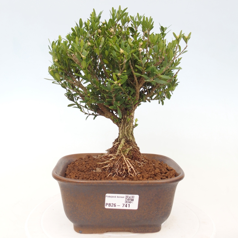 Pokojová bonsai - Buxus harlandii - korkový buxus