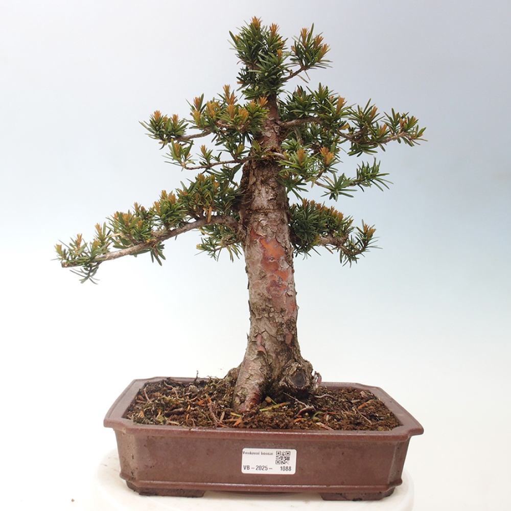Venkovní bonsai - Taxus cuspidata  - Tis japonský