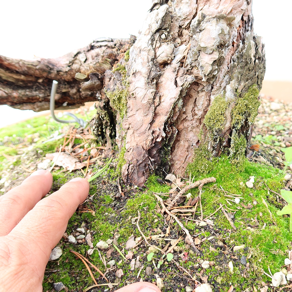 Pinus sylvestris Španělsko - borovice lesní
