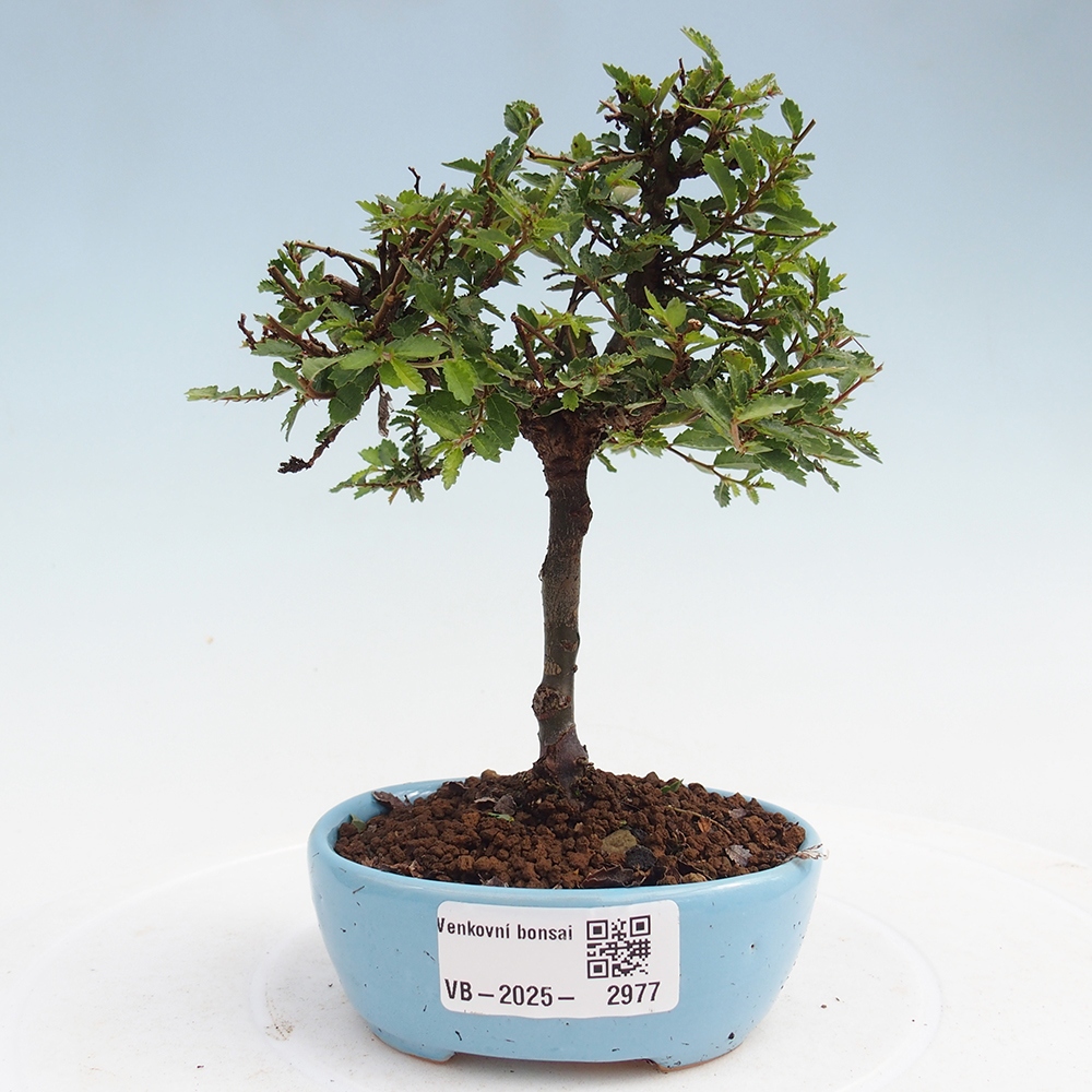 Venkovní bonsai - Ulmus parvifolia Sagei - Malolistý jilm