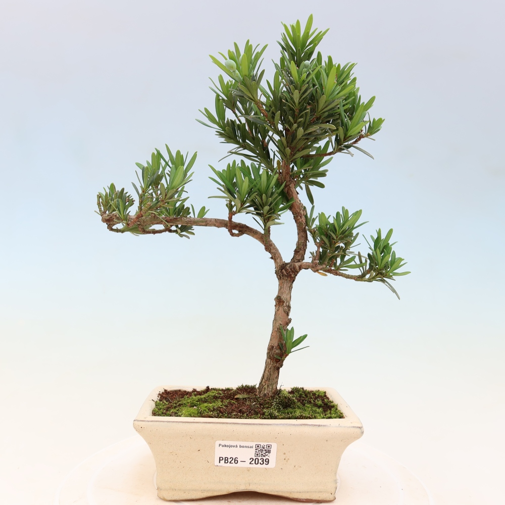 Pokojová bonsai - Podocarpus - Kamenný tis