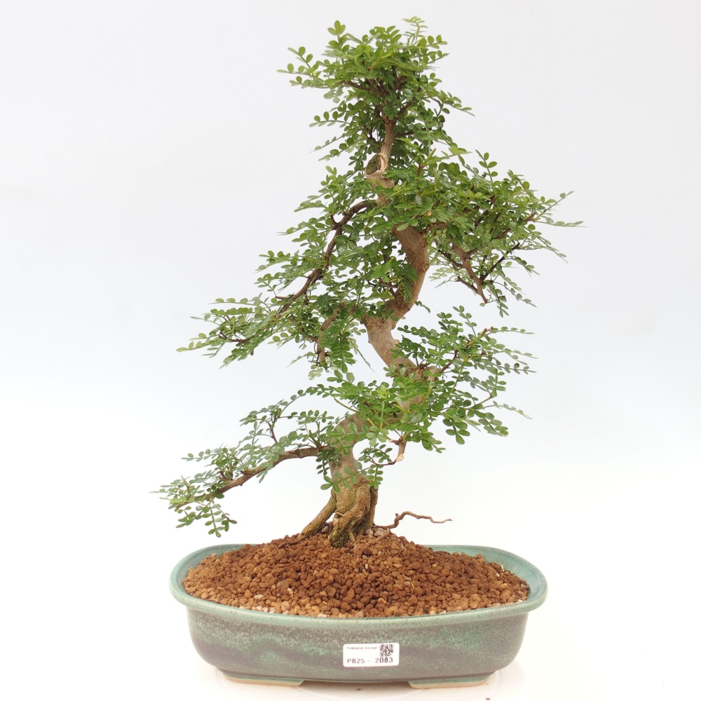 Pokojová bonsai - Zantoxylum piperitum - pepřovník