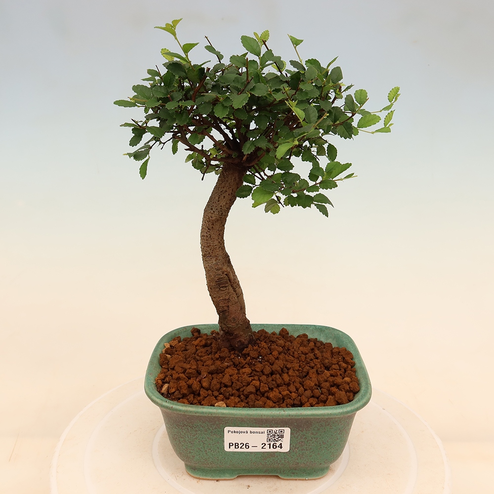 Pokojová bonsai - Ulmus parvifolia - Malolistý jilm