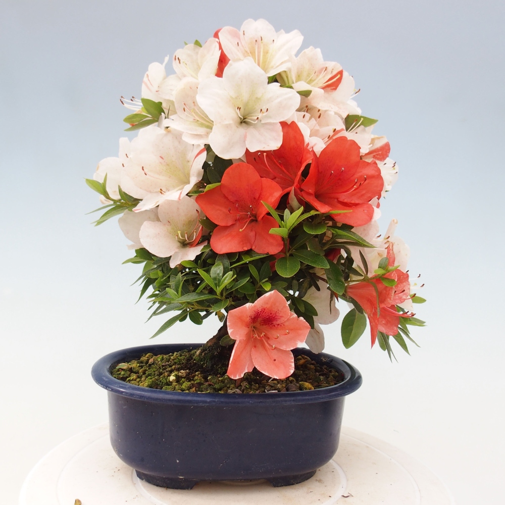 Venkovní bonsai - Japonská azalka - Azalea Asazakura