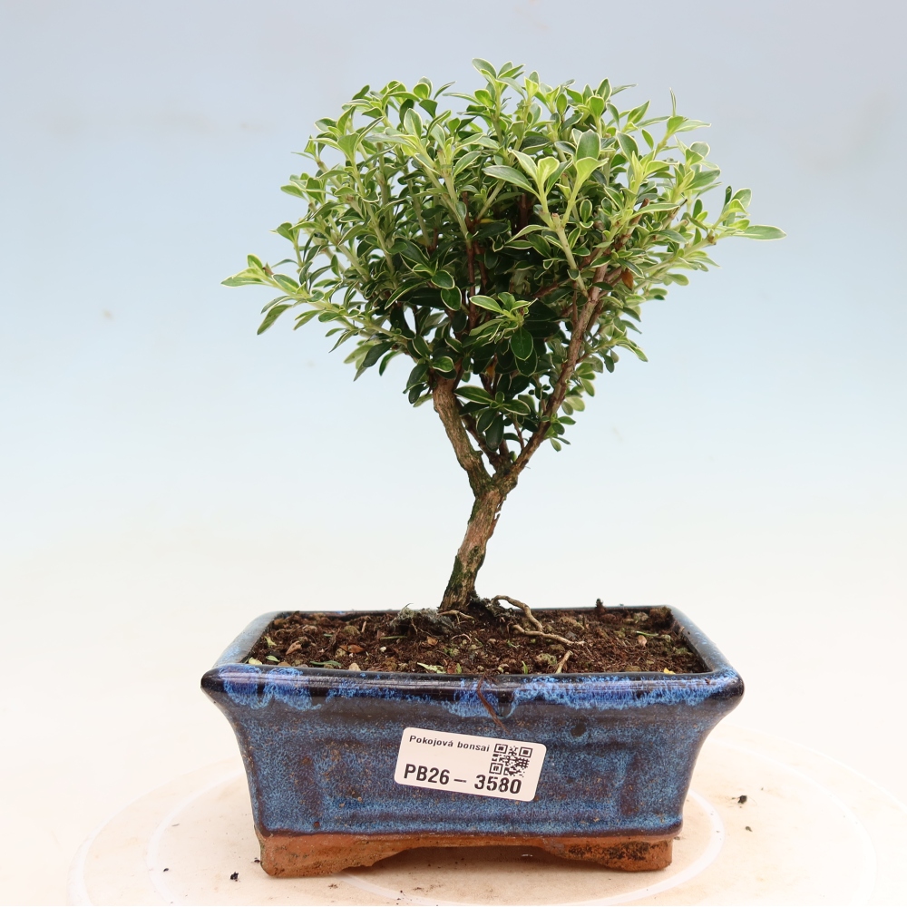 Pokojová bonsai - Serissa foetida Variegata - Strom tisíce hvězd