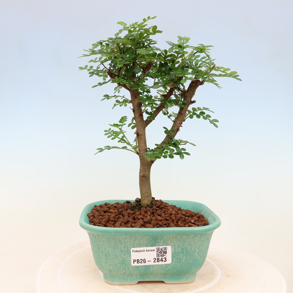 Pokojová bonsai - Zantoxylum piperitum - Pepřovník