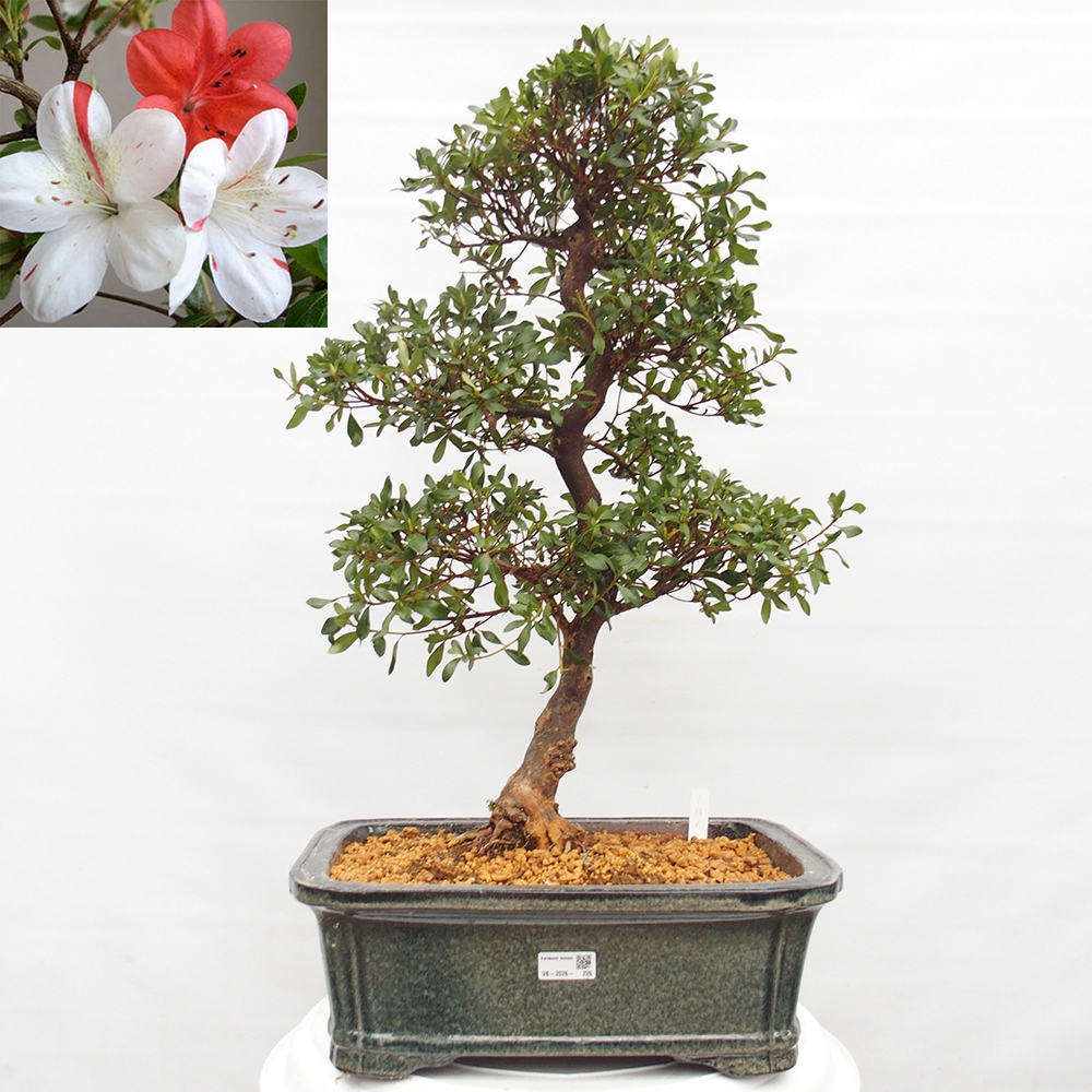 Venkovní bonsai - Japonská azalka - Azalea Kisshoten