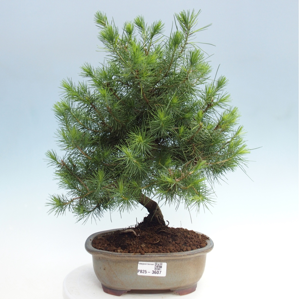 Pokojová bonsai-Pinus halepensis-Borovice alepská