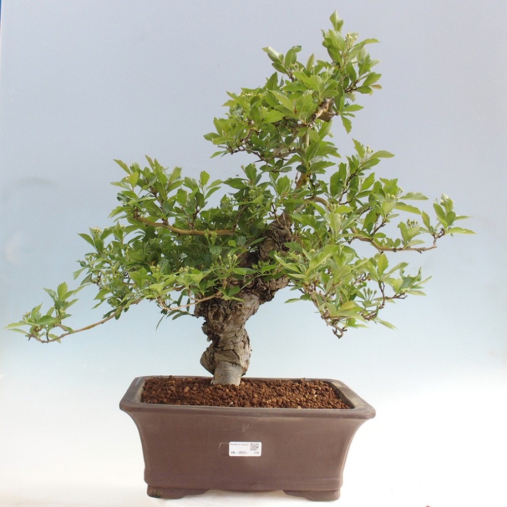 Venkovní bonsai - Hloh klínovitý - Crataegus cuneata