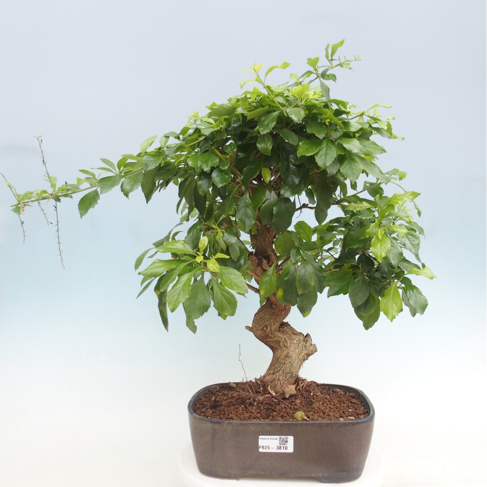 Pokojová bonsai - Duranta  repens -Duranta