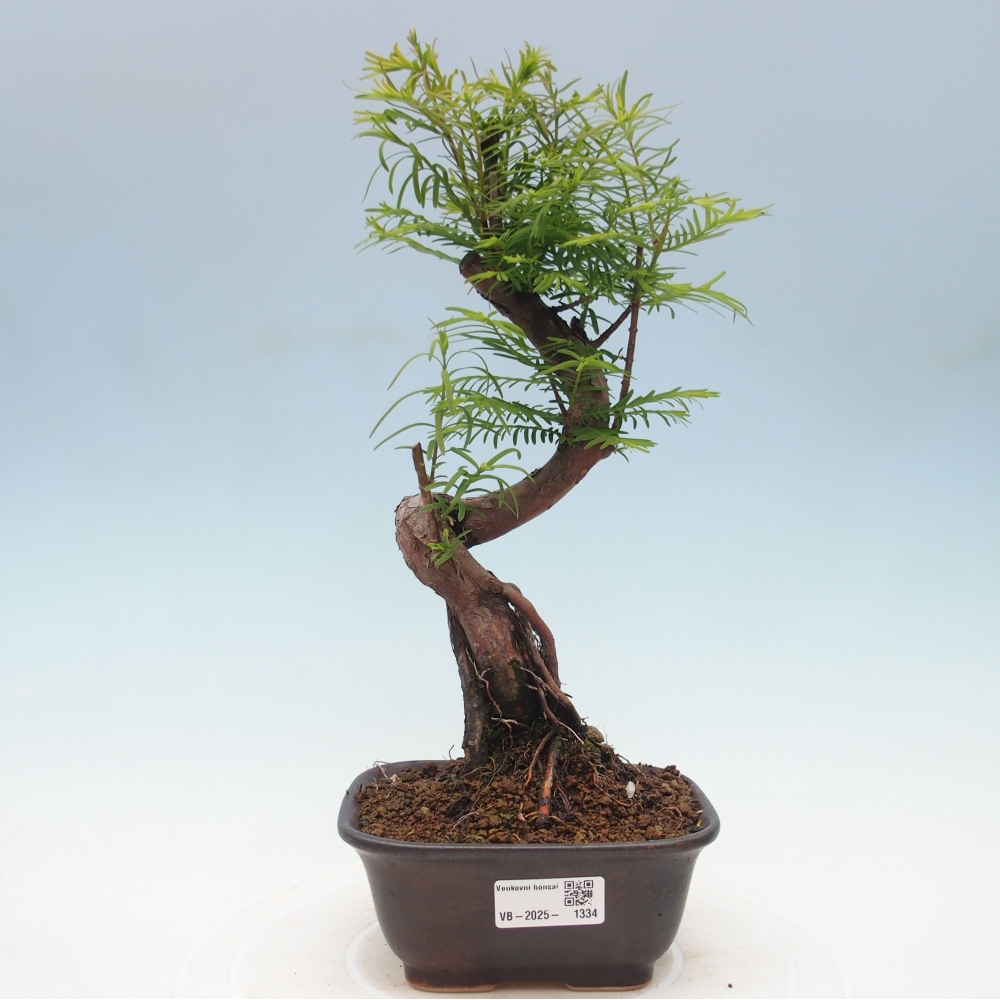 Venkovní bonsai - Metasequoia glyptostroboides - Metasekvoje čínská