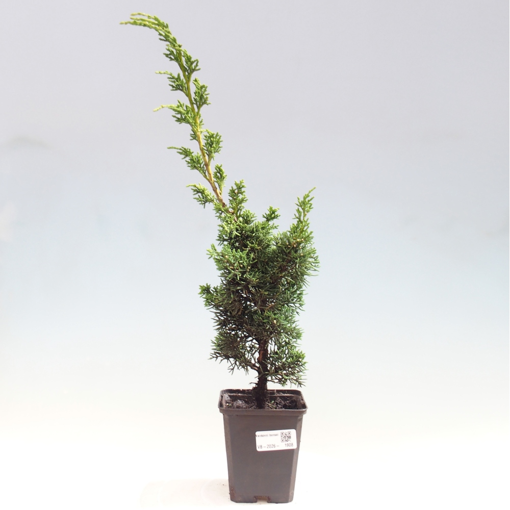 Venkovní bonsai - Juniperus chinensis Kishu -Jalovec čínský