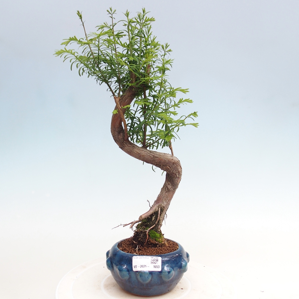 Venkovní bonsai - Metasequoia glyptostroboides - Metasekvoje čínská