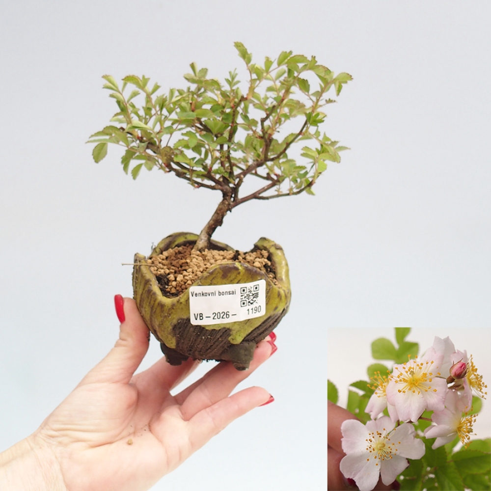 Venkovní bonsai - Rosa sp. - malokvětá růže