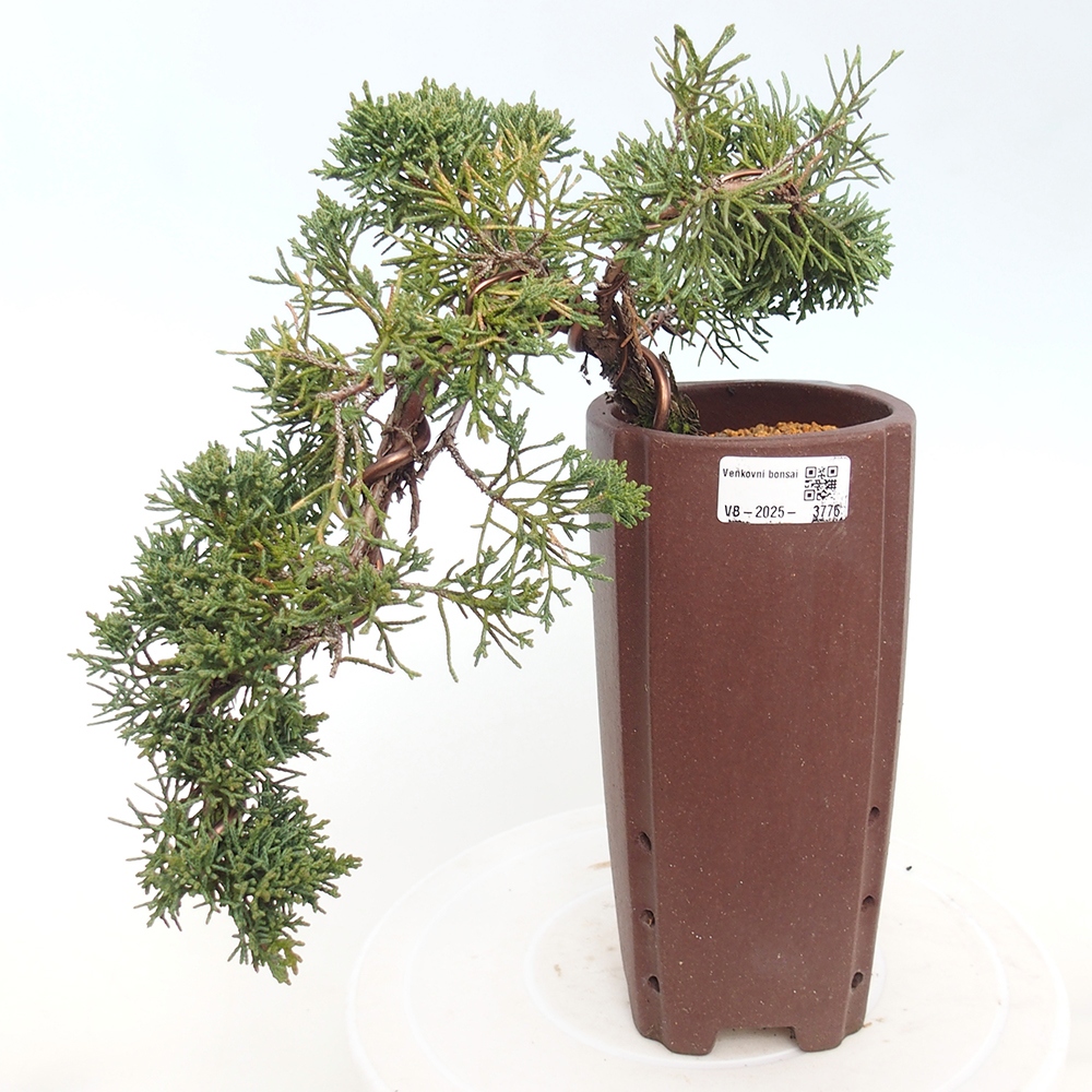 Venkovní bonsai - Juniperus chinensis Kishu -Jalovec čínský