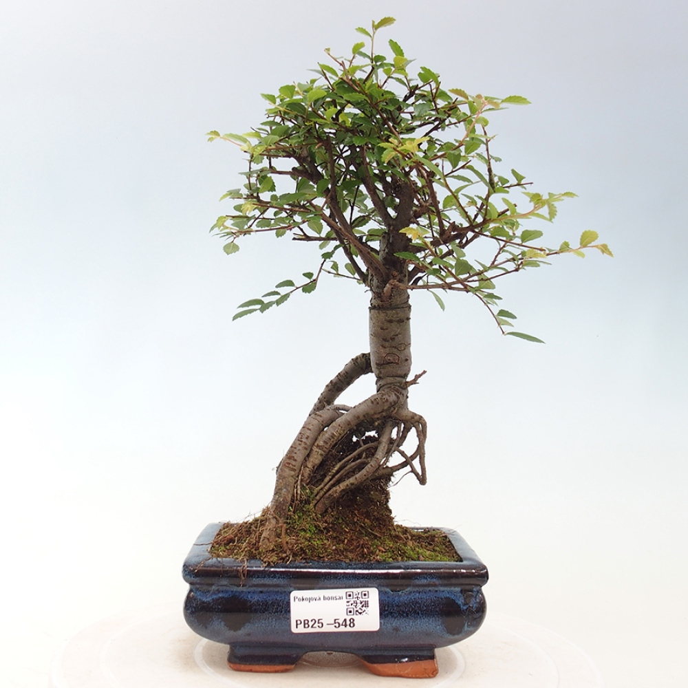 Pokojová bonsai - Ulmus parvifolia - Malolistý jilm