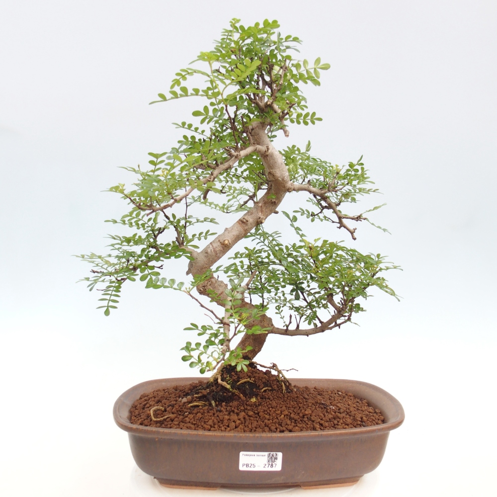 Pokojová bonsai - Zantoxylum piperitum - pepřovník