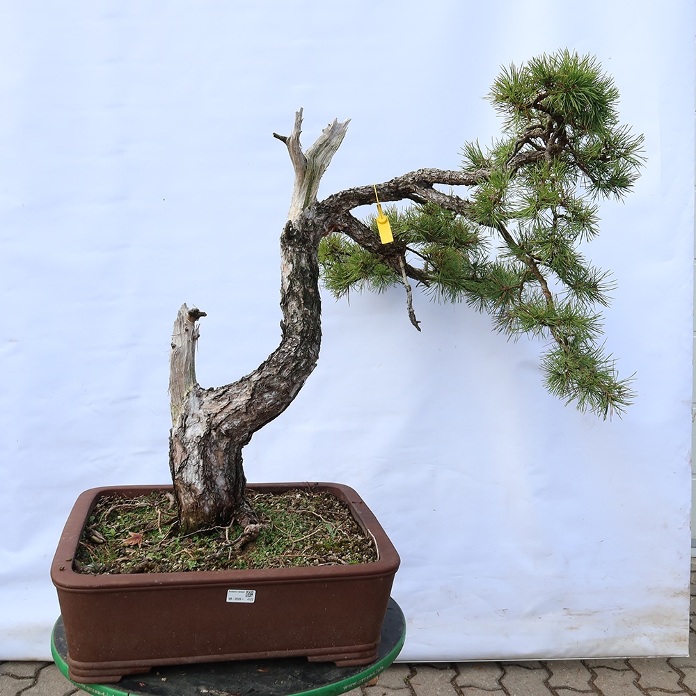 Pinus sylvestris Španělsko - borovice lesní