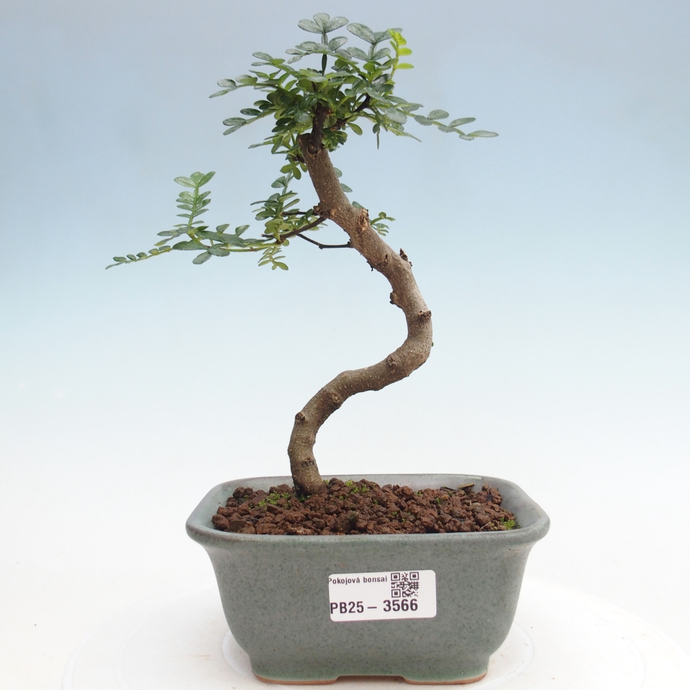 Pokojová bonsai - Zantoxylum piperitum - pepřovník