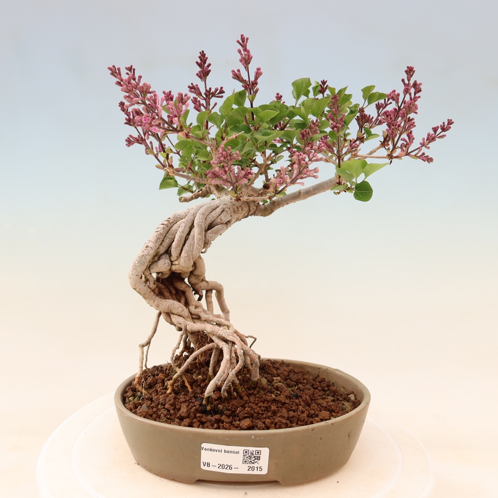 Venkovní  bonsai -  Syringa microphylla - malokvětý šeřík