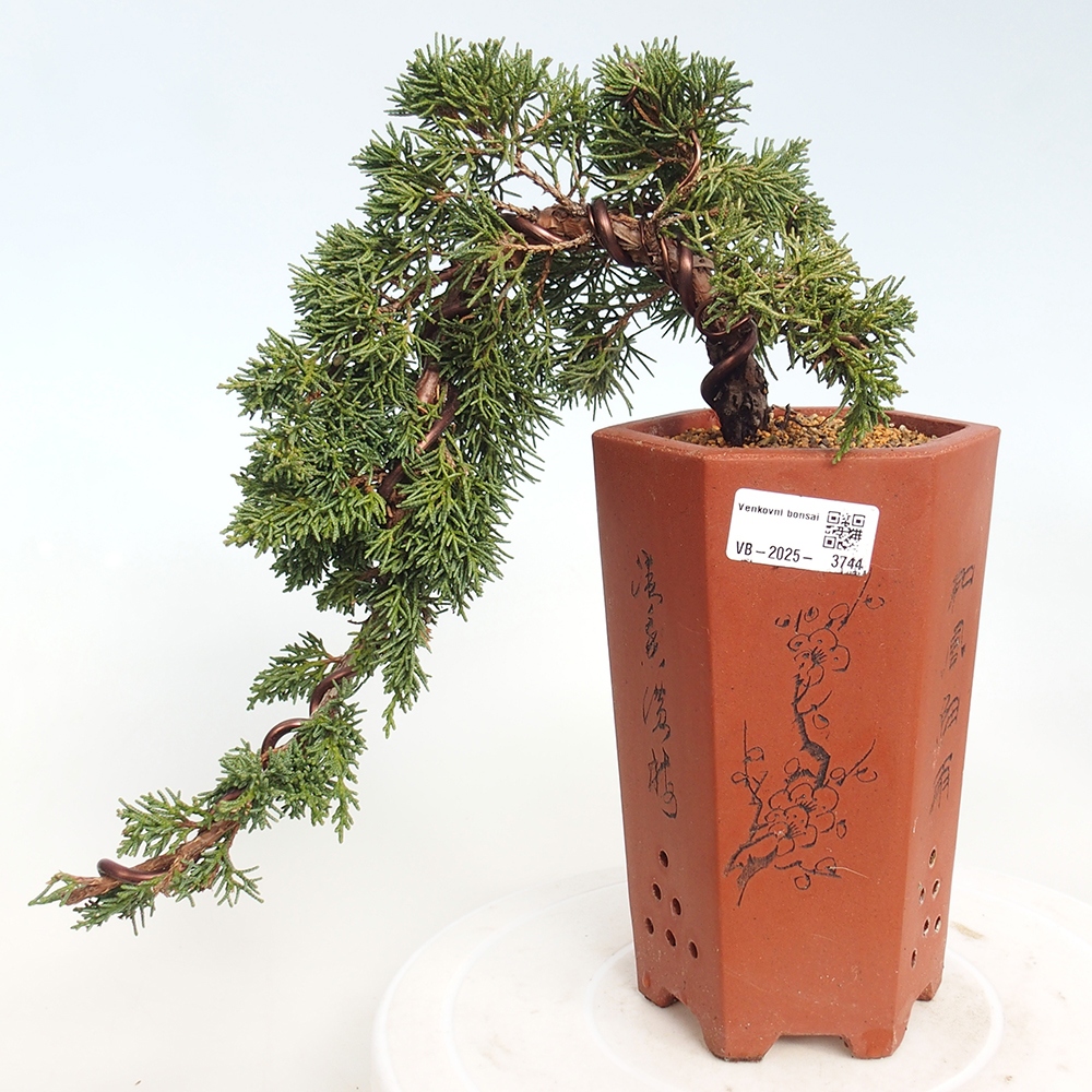 Venkovní bonsai - Juniperus chinensis Kishu -Jalovec čínský