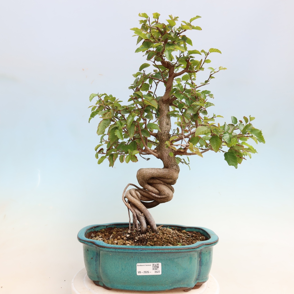 Venkovní bonsai -Carpinus CARPINOIDES - Habr korejský