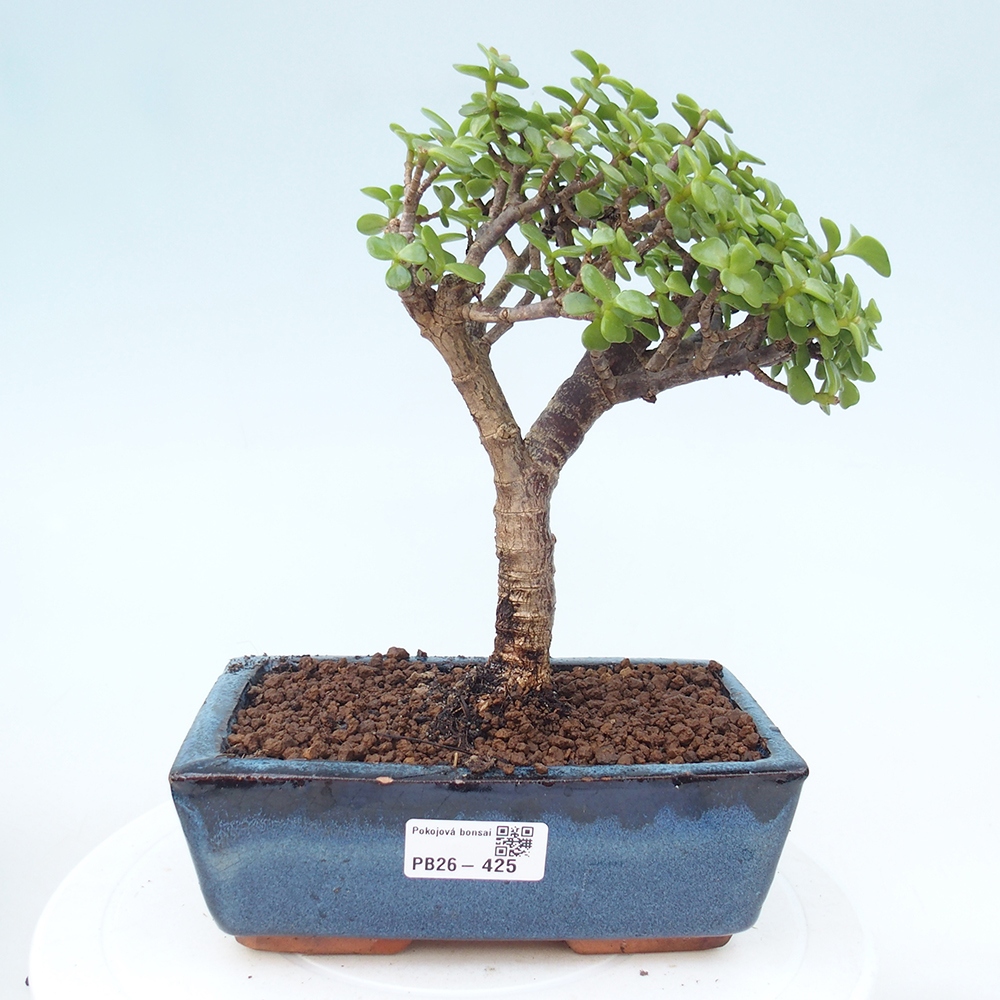 Pokojová bonsai - Portulakaria Afra - Tlustice
