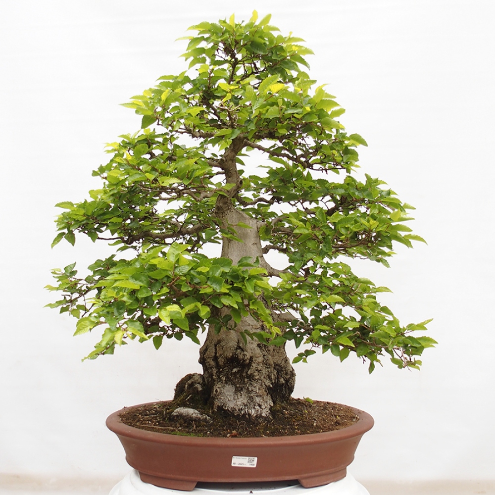 Venkovní bonsai -Carpinus CARPINOIDES - Habr korejský