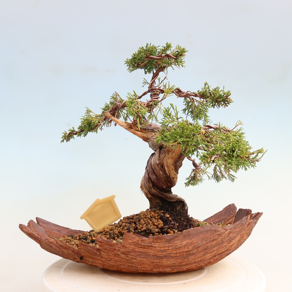 Venkovní bonsai - Juniperus chinensis Itoigawa-Jalovec čínský