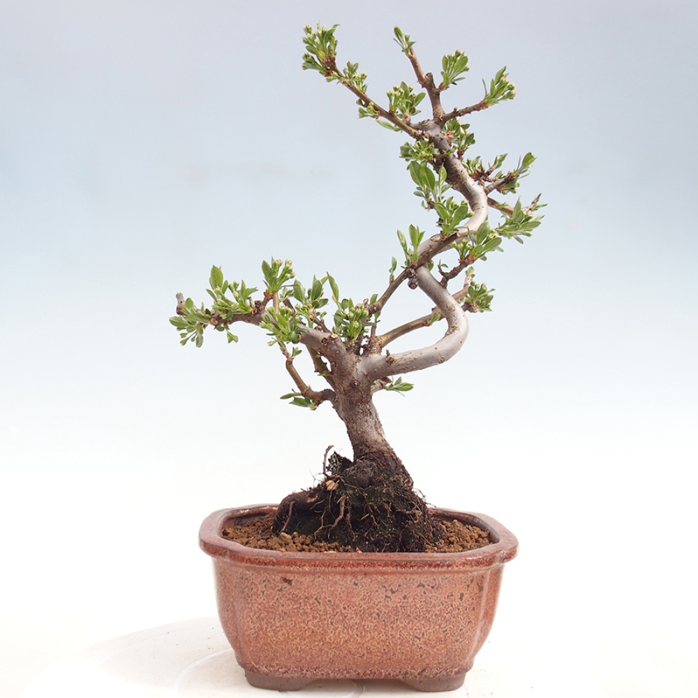 Venkovní bonsai - Malus sargentii -  Maloplodá jabloň