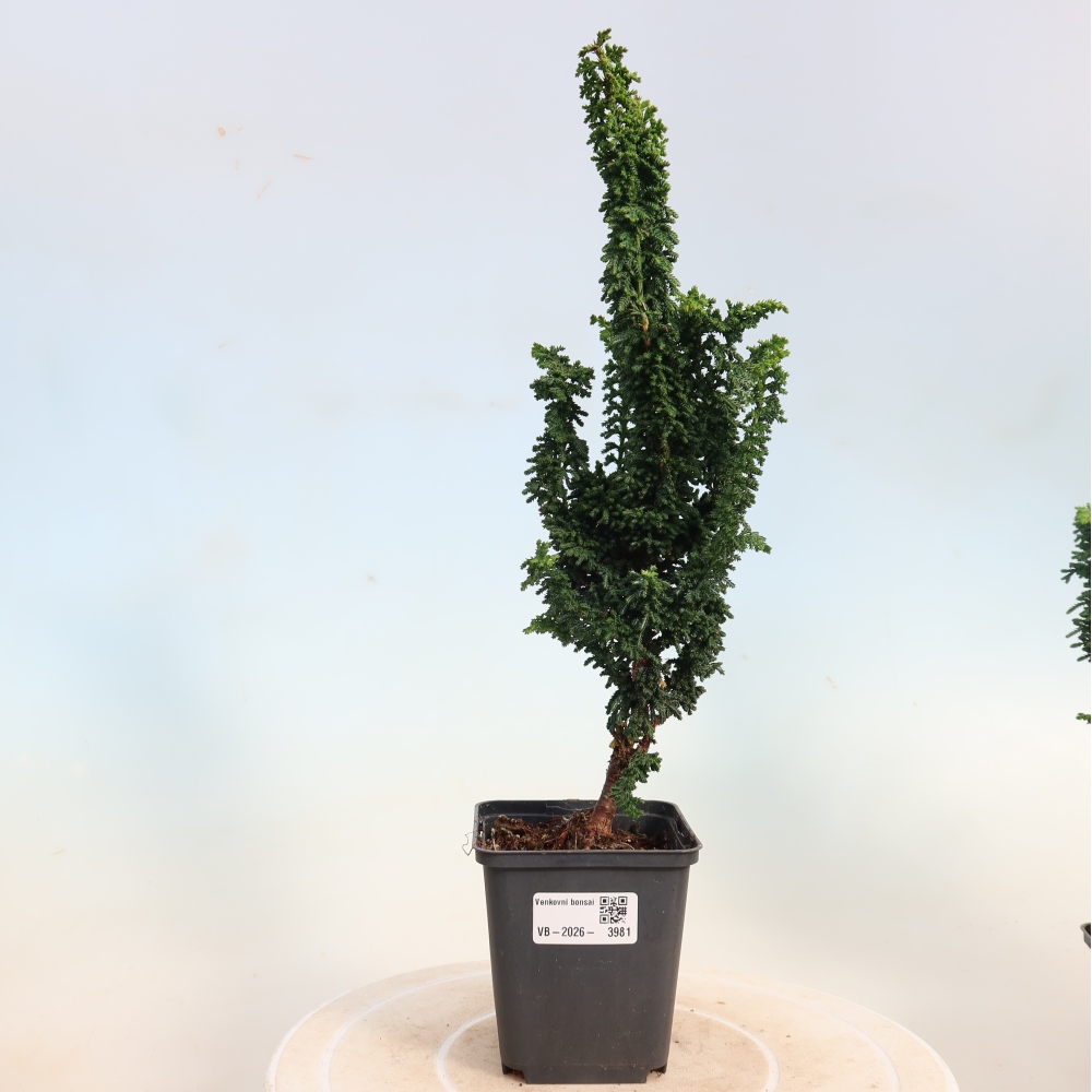 Venkovní bonsai - Cham. obtusa SEKKA HINOKI - Cypřišek