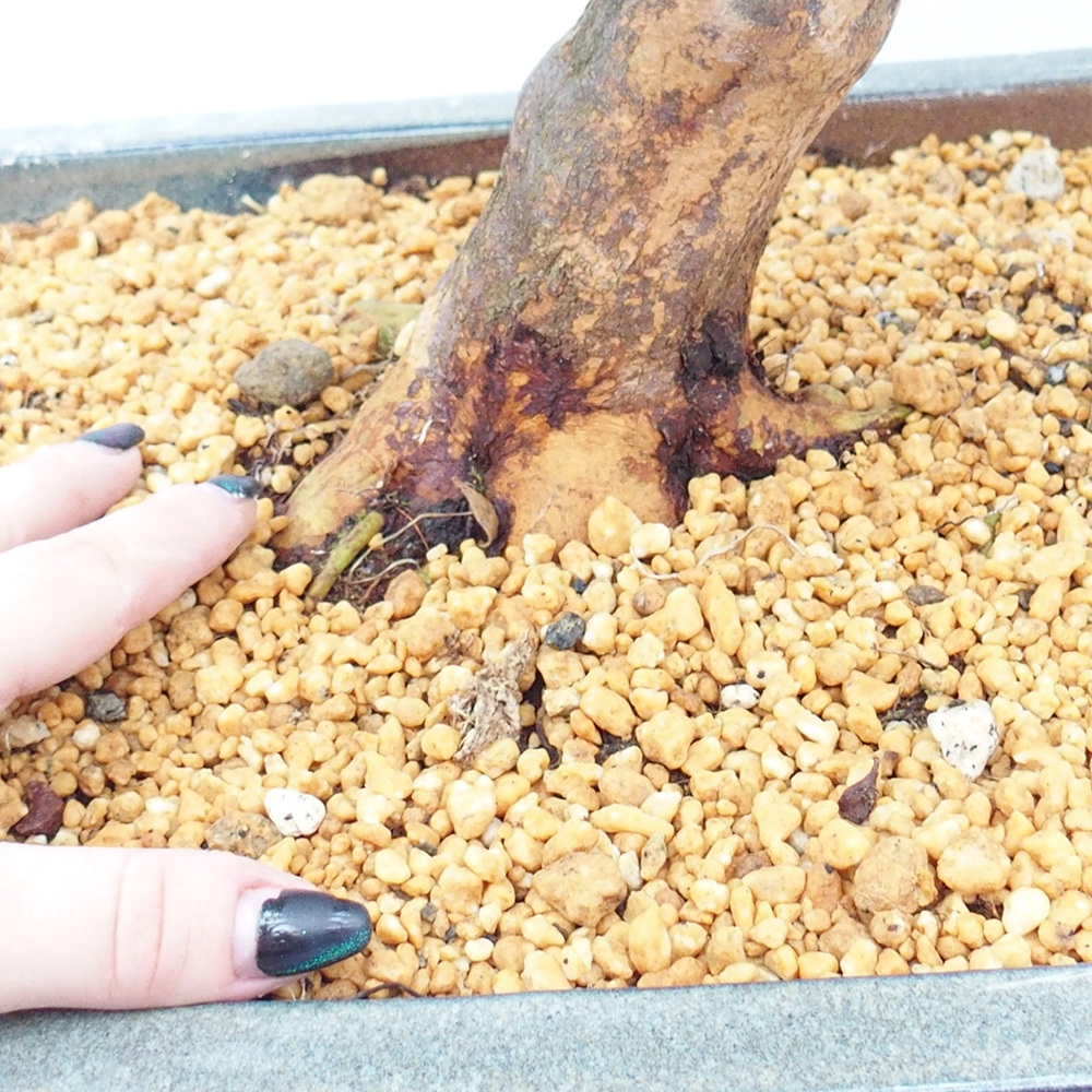 Venkovní bonsai - Japonská azalka - Azalea Koki