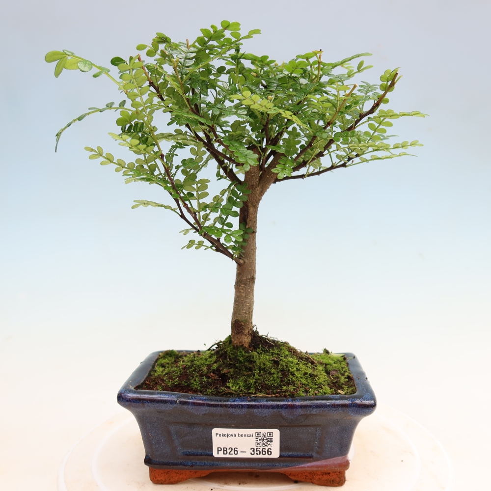 Pokojová bonsai - Zantoxylum piperitum - pepřovník