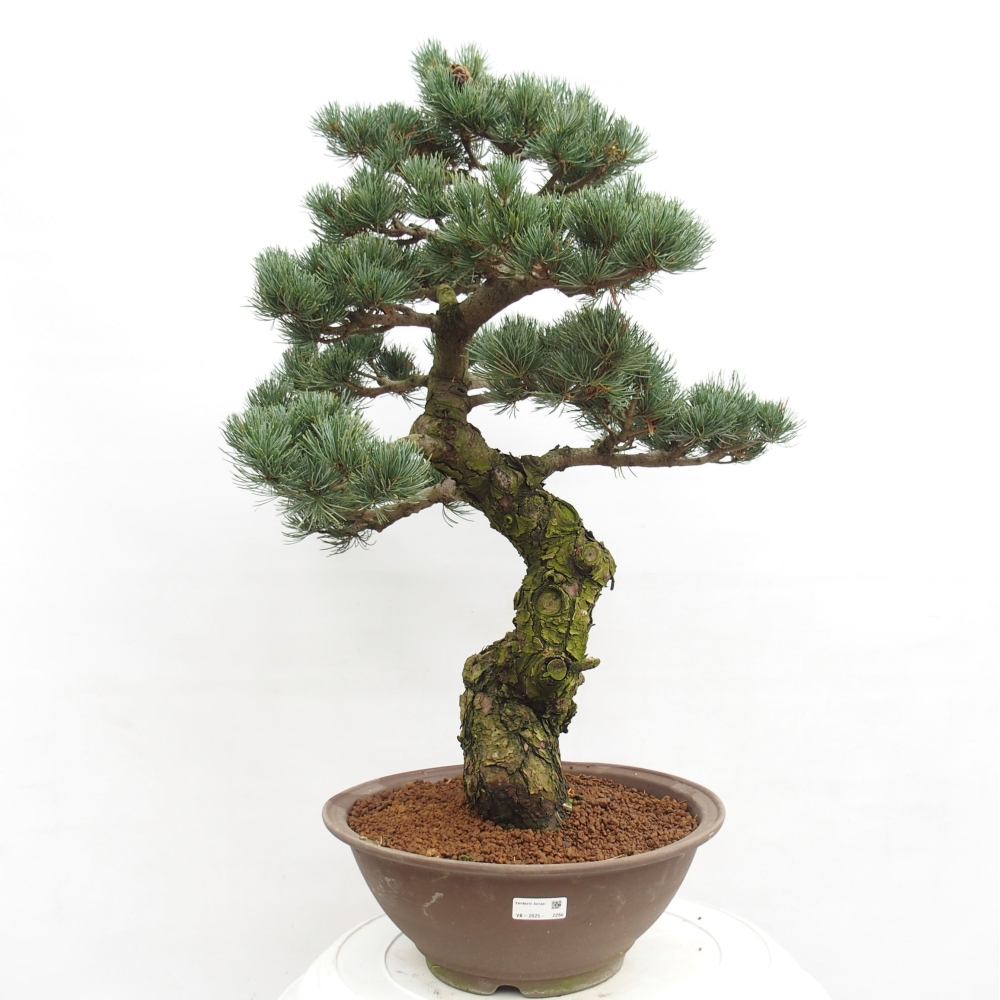 Venkovní bonsai - Pinus parviflora - Borovice drobnokvětá