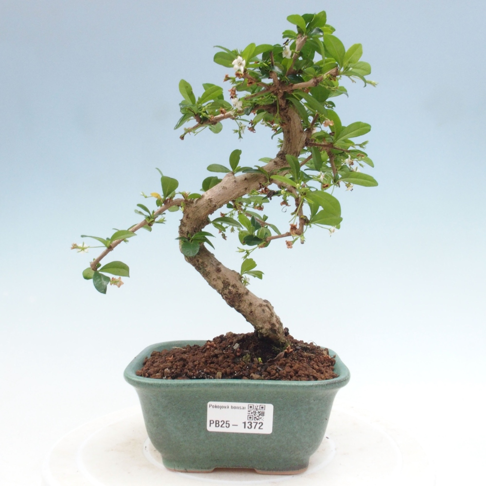 Pokojová bonsai - Carmona macrophylla - Čaj fuki