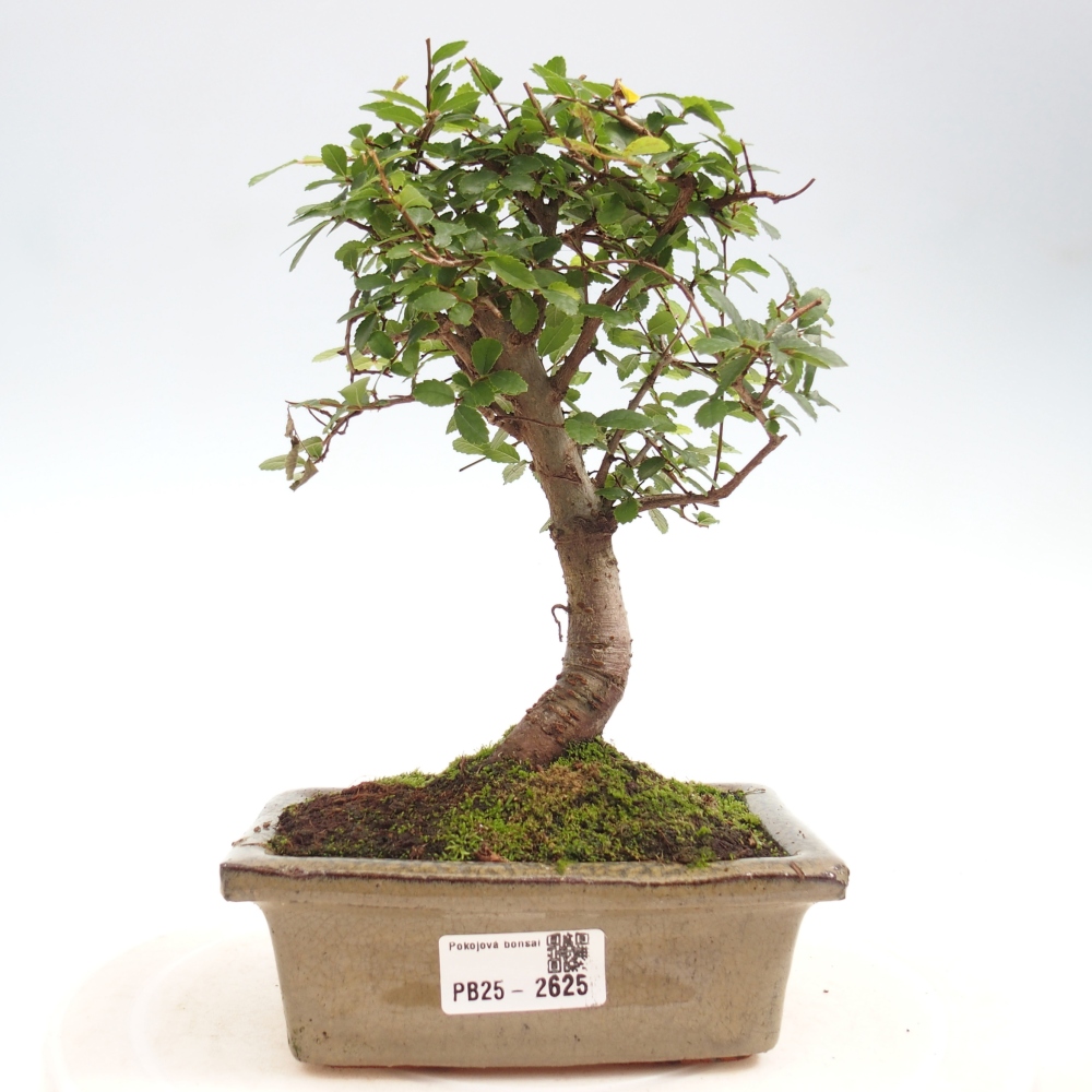 Pokojová bonsai - Ulmus parvifolia - Malolistý jilm