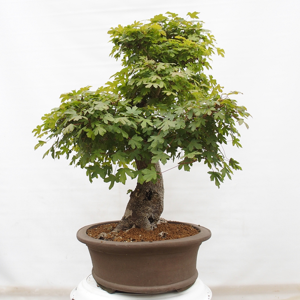 Venkovní bonsai - Javor Francouzský - Acer Nonspessulanum