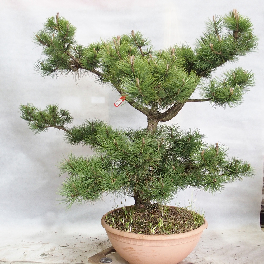 Venkovní bonsai - Pinus Nigra - Borovice černá