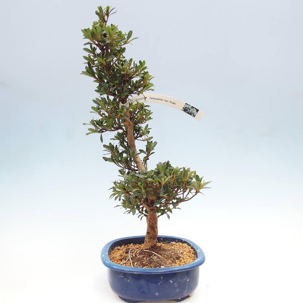 Venkovní bonsai - Japonská azalka - Azalea Tateyama-no-Yuki