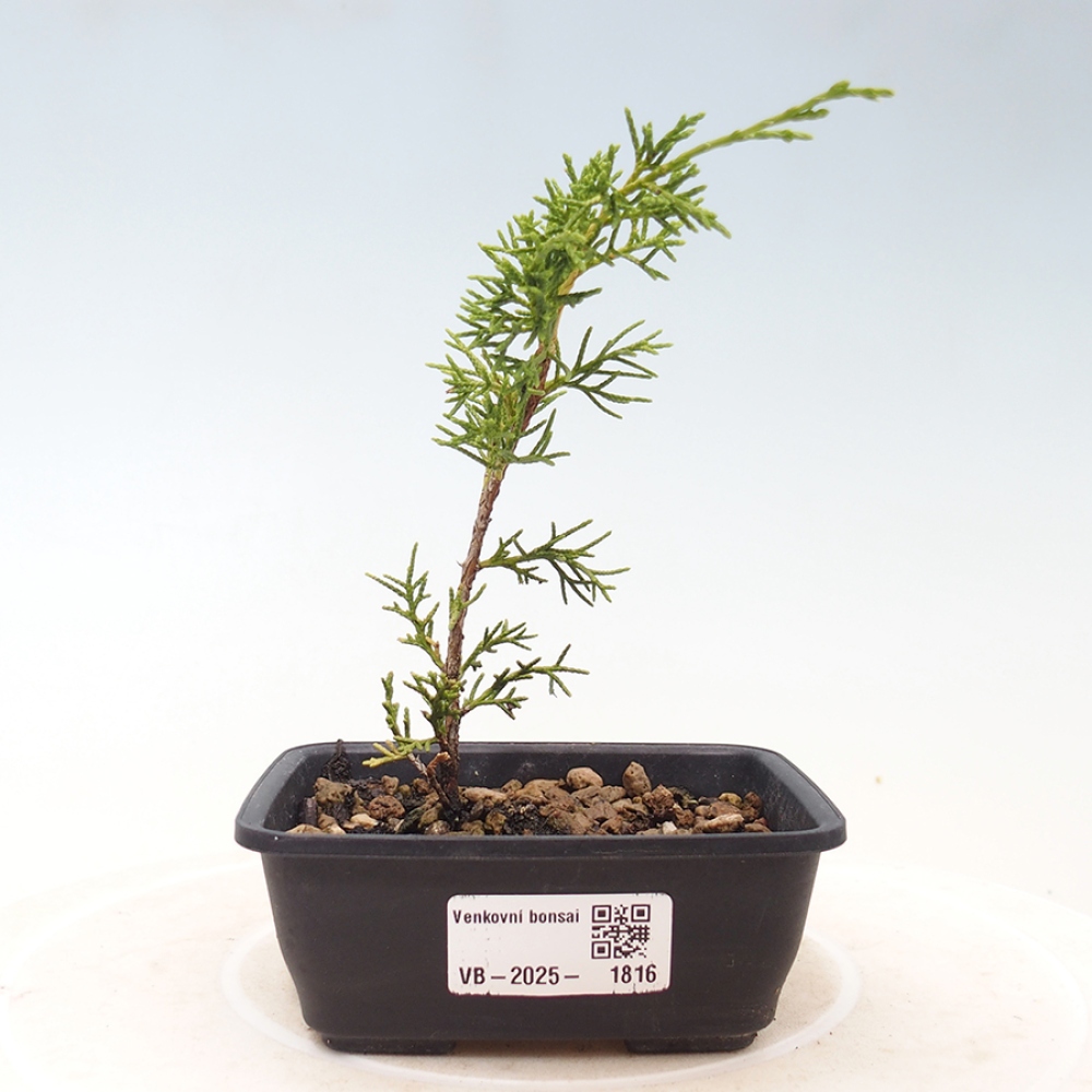 Venkovní bonsai - Juniperus chinensis Itoigawa -Jalovec čínský
