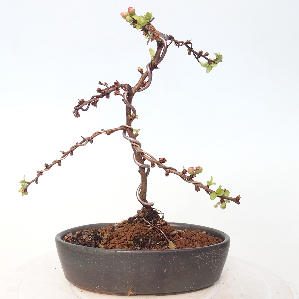 Venkovní bonsai - Chaneomeles s. Red Joy - Kdoulovec 