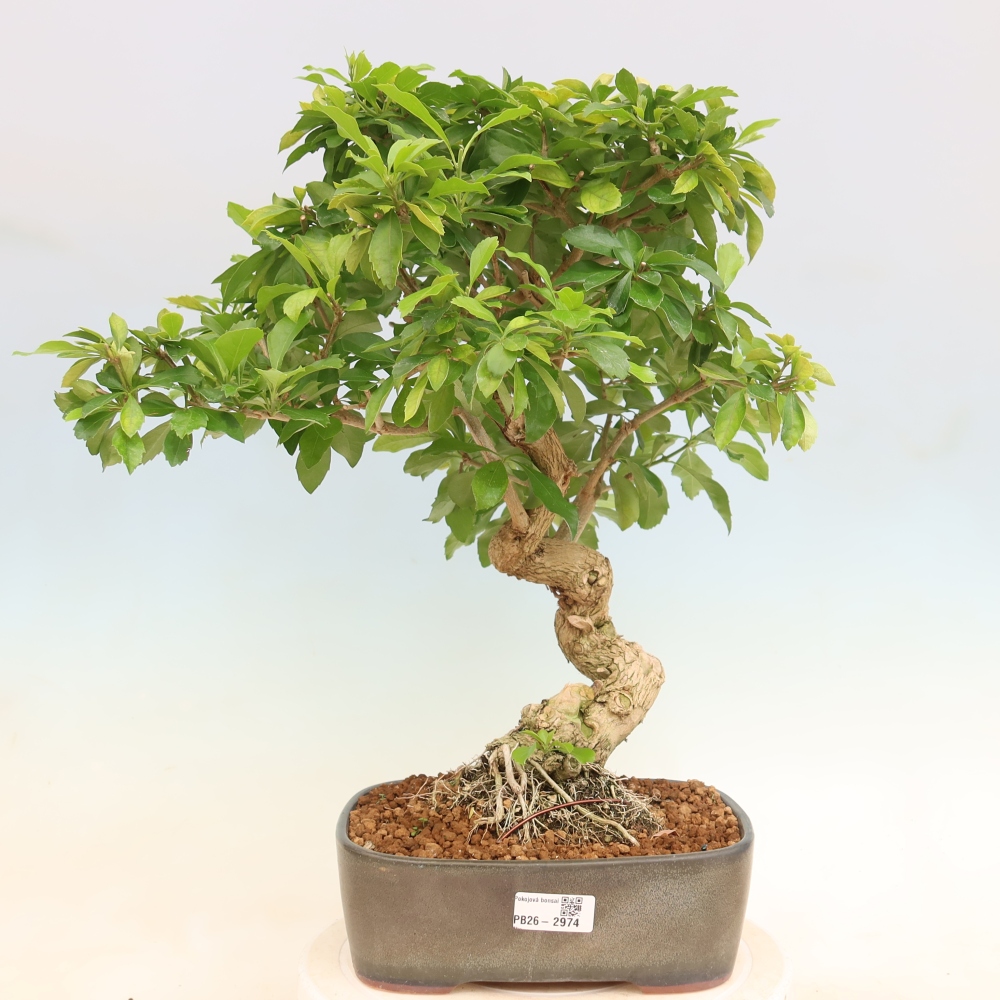 Pokojová bonsai - Duranta erecta Aurea