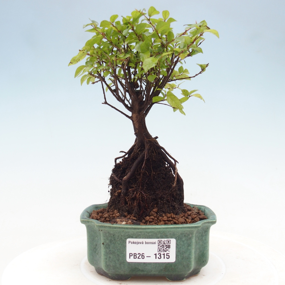 Pokojová bonsai - Sagerécie thea - Sagerécie thea