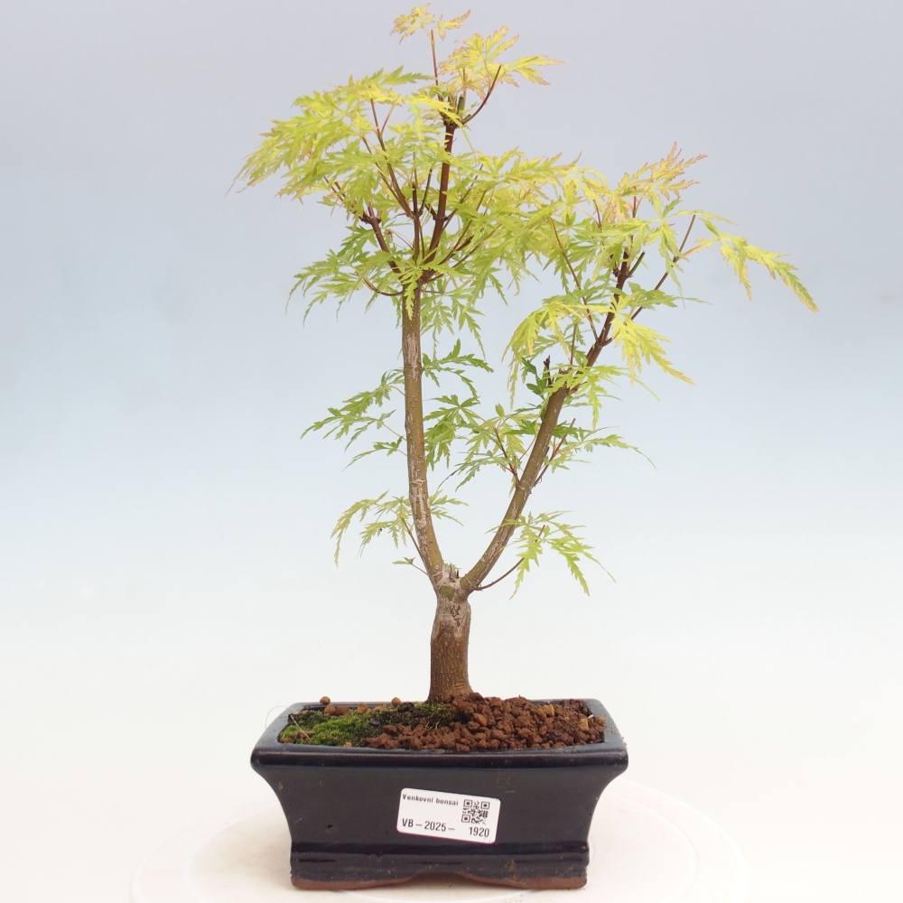 Venkovní bonsai - Acer palmatum Dissectum - Javor dlanitolistý 