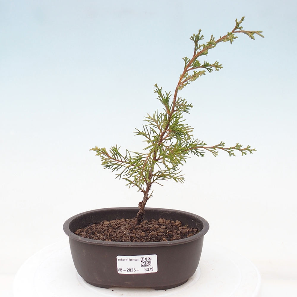 Venkovní bonsai - Juniperus chinensis Itoigawa -Jalovec čínský