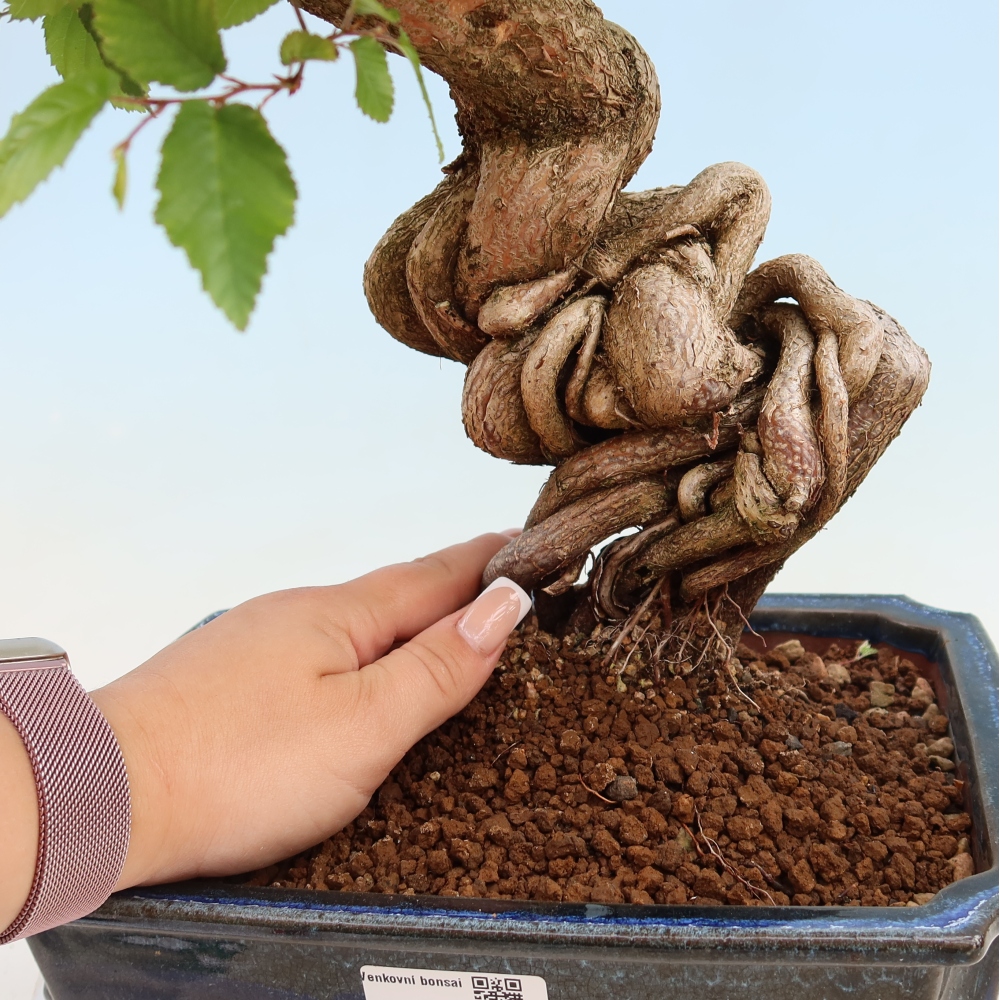 Venkovní bonsai -Carpinus Coreana - Habr korejský